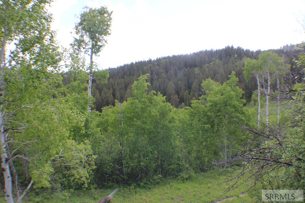 Wooded area and view