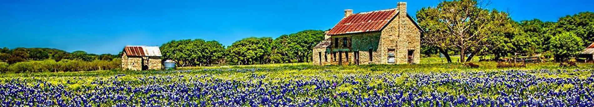 blue bonnet flowers