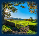 Field