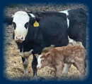 Cow