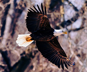 Bald Eagle