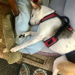 archie