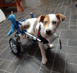 pupwheelchair