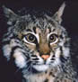 wildcat2.jpg wildcat2.jpg