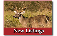 New Listings