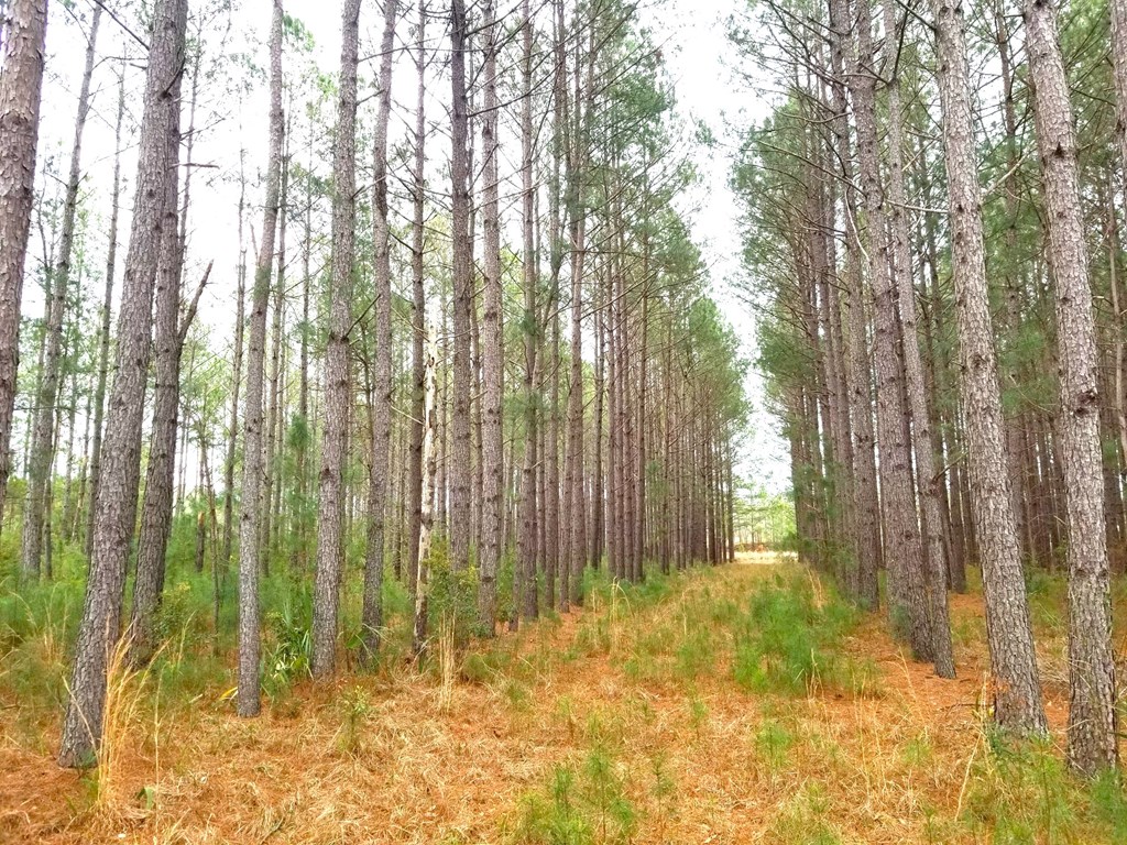 5 Acres of Planted Pines