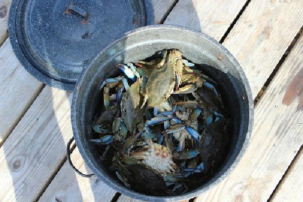 crabs - put your pots in