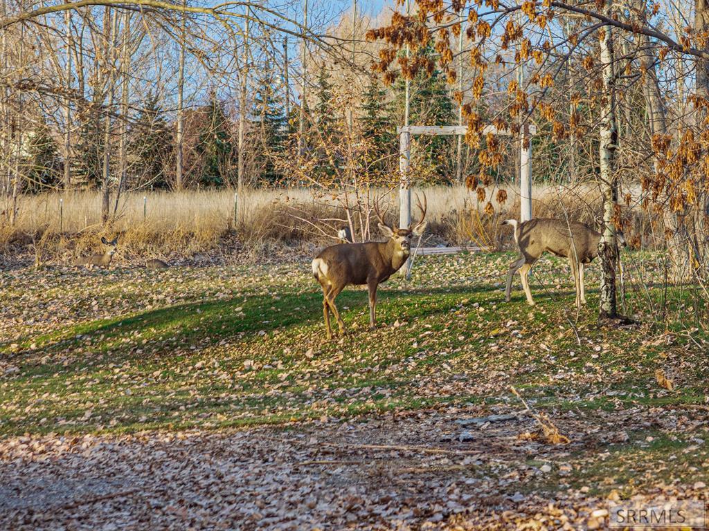 Mature Mule Deer Buck 