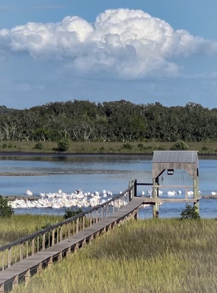 White Pelicans Floating near Dock