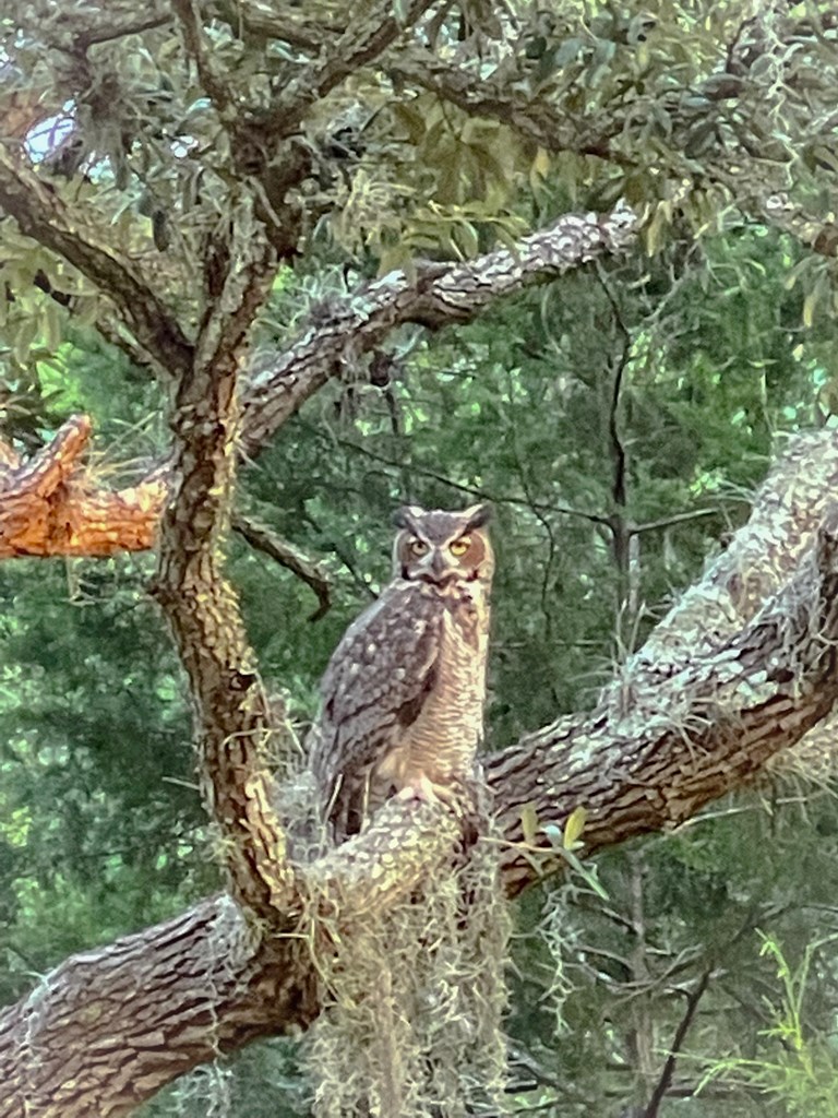 Great Horned Own in a Tree on Lot 7
