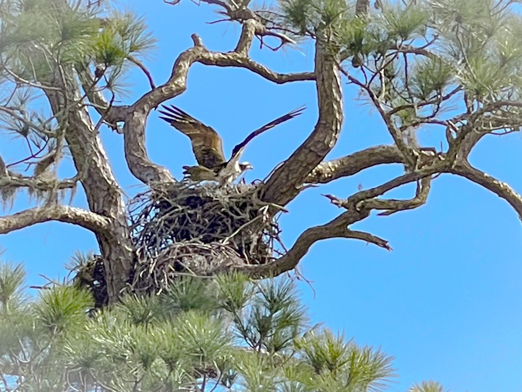 Osprey on Nest on Lot 5